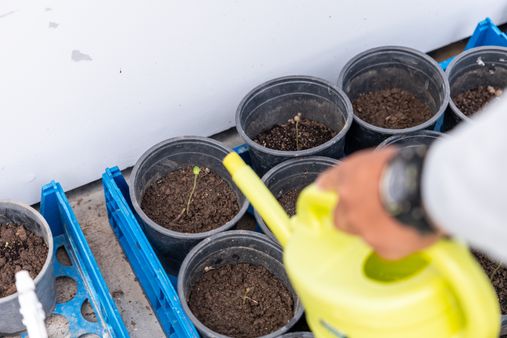 A rehabilitation programme in the garden